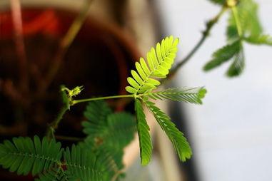 国产含羞草社区在线播放,探索激情与浪漫的在线盛宴