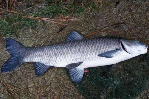 青鱼国产福利手机在线,引领科技潮流，畅享智能生活新体验